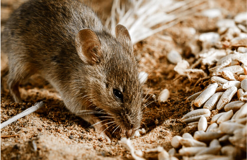 Mouse Plague Alert! Protect Your Feed!