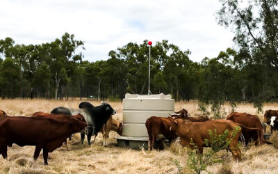 Summer Preparedness for Livestock: Why the Enmach Cup and Saucer Tank is Your Go-To Solution