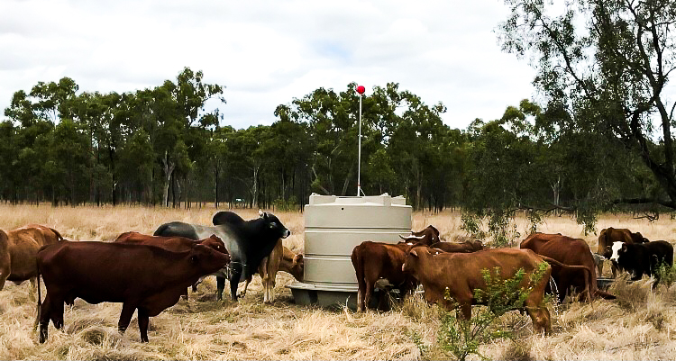 Summer Preparedness for Livestock: Why the Enmach Cup and Saucer Tank is Your Go-To Solution