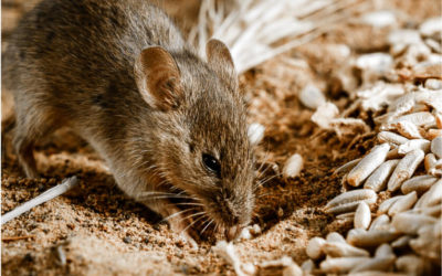 Mouse Plague Alert! Protect Your Feed!