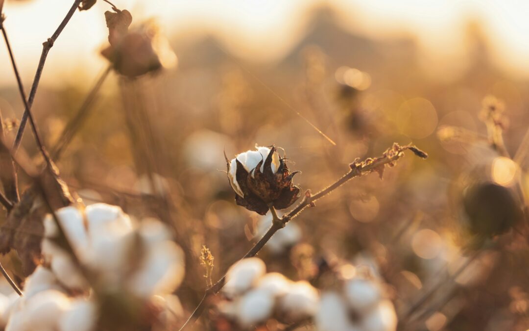The Importance of Improved and Well- Maintained Fertilisers for Cotton Plantations