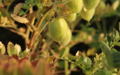 The Global Chickpea Market: How Poly Silo Storage is Shaping Supply Chains